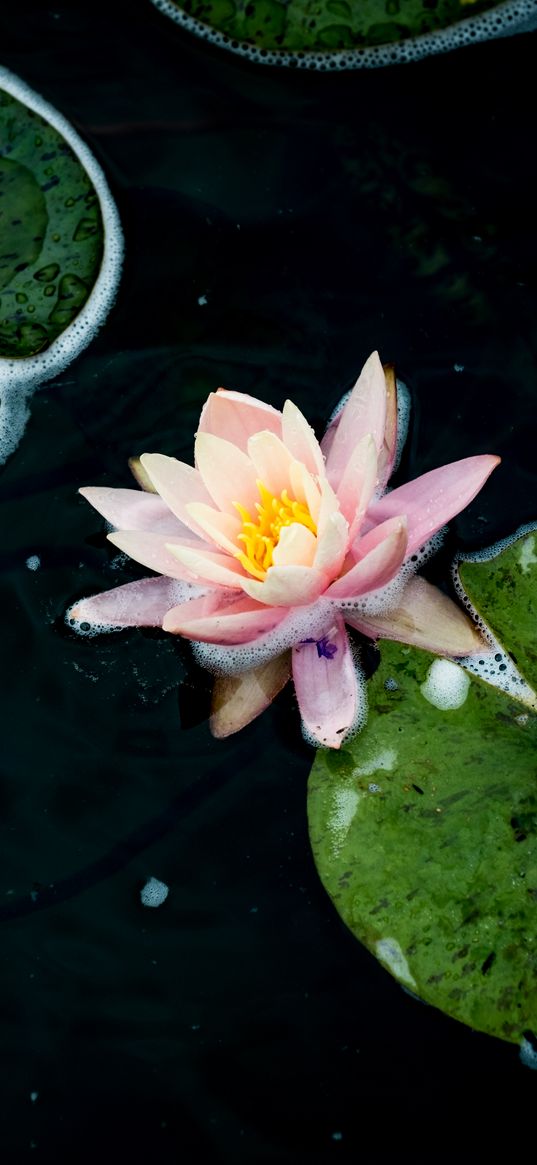 water lily, flower, petals, pink, pond