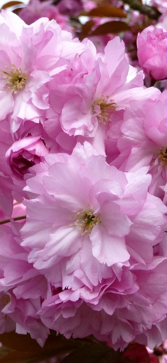 cherry, blossom, pink, branch, close-up, spring