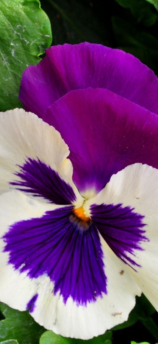 pansies, flowers, bright, flowerbed, green, close-up