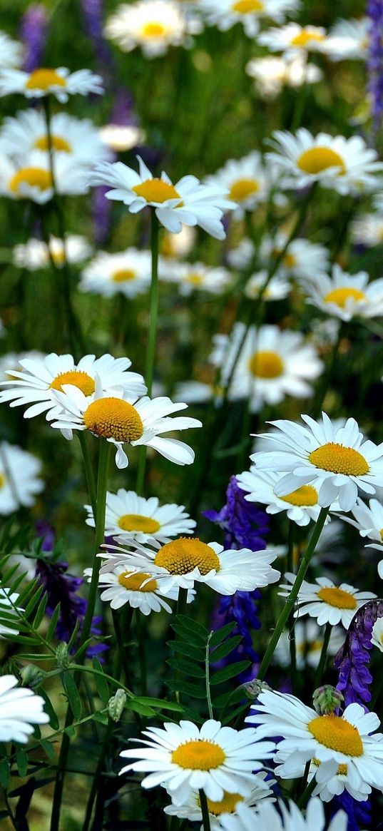 chamomile, flowers, meadow, summer, green, grass, blurring