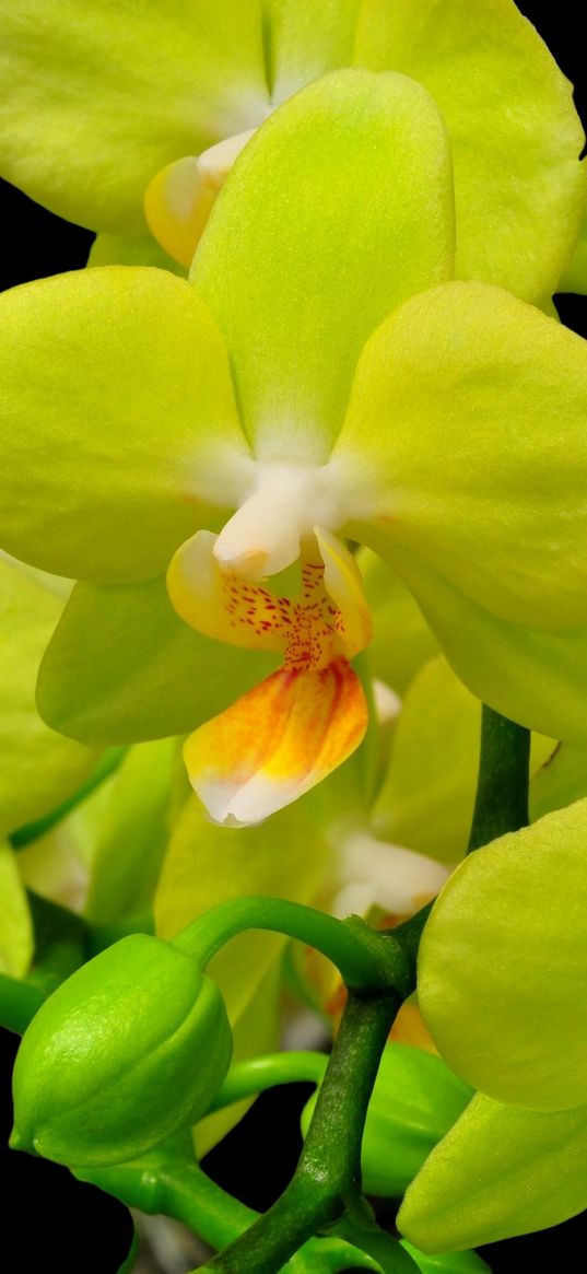 orchid, yellow, flower, close-up, twig, black background