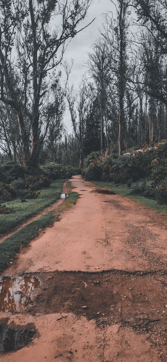 path, puddle, bushes, trees, park, forest, clouds, cloudy, rainy, nature