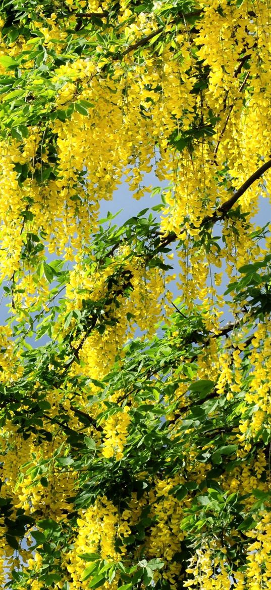 acacia, flowering, yellow, wood, twigs, herbs