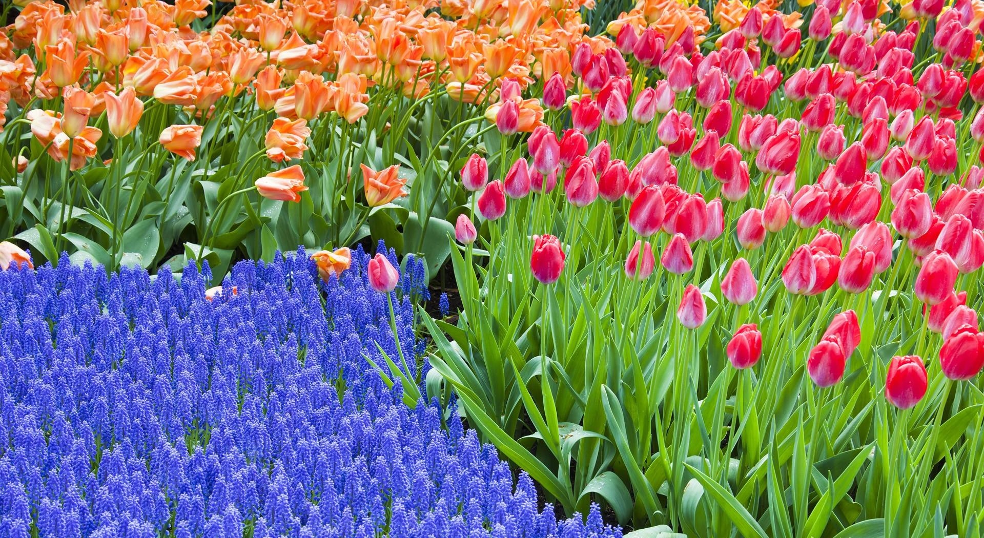 tulips, hyacinths, flowers, flowerbed, green, spring