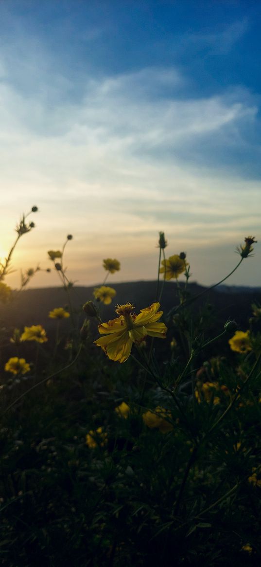 flowers, hills, golden hour, sky, sunset, flower