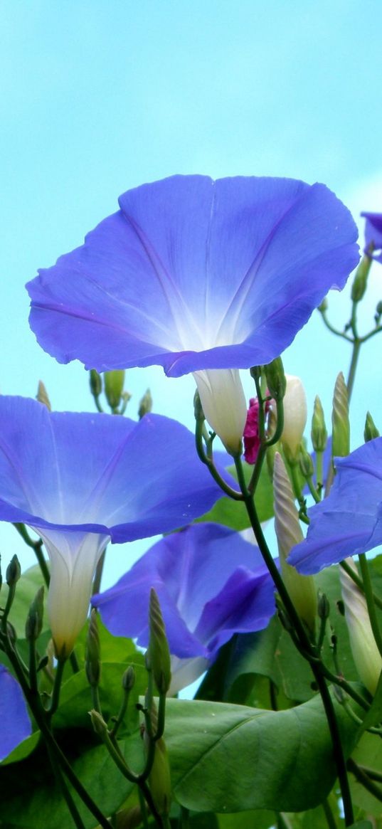 bindweed, flowers, blue, skies, green, buds