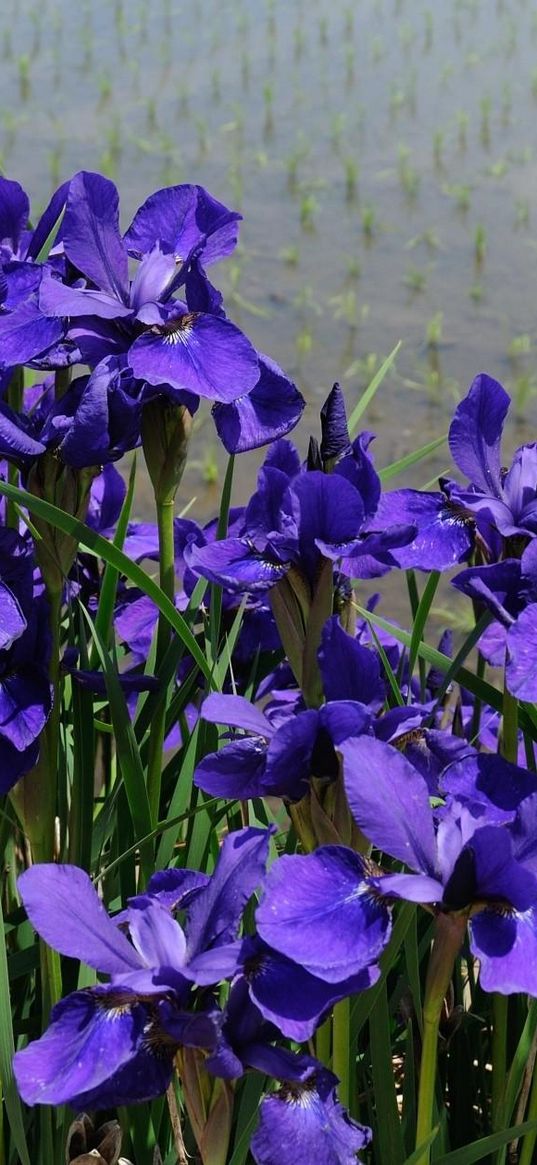 irises, flower, purple, flowerbed, green, shore, water