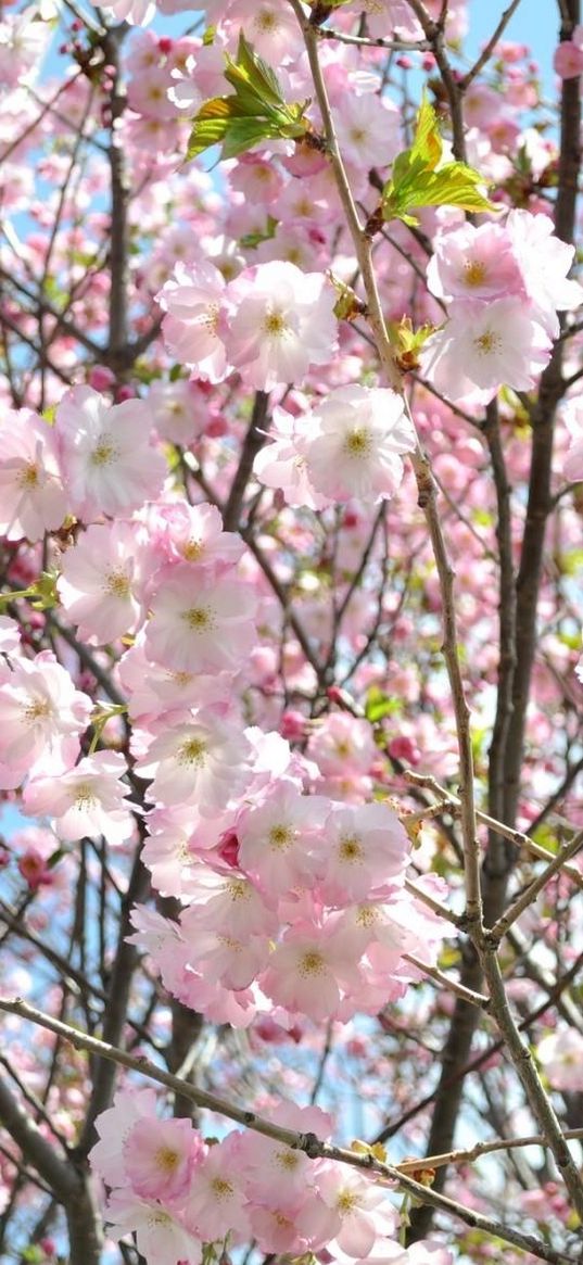 cherry, blossom, branch, sky, verdure, spring