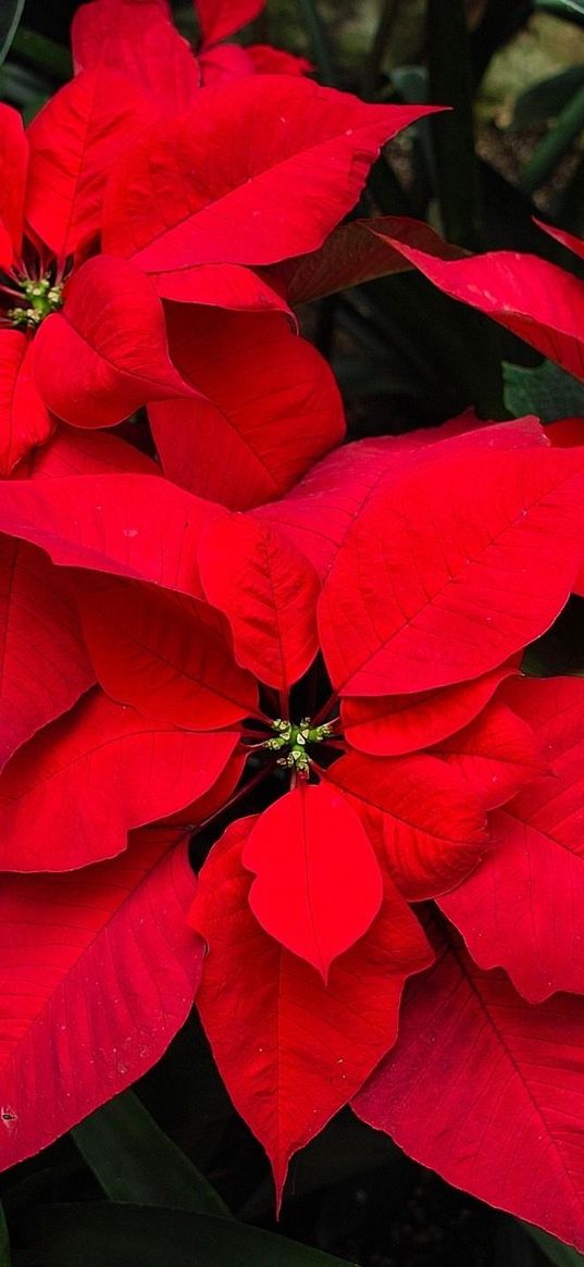 poinsettia, flower, bright, red