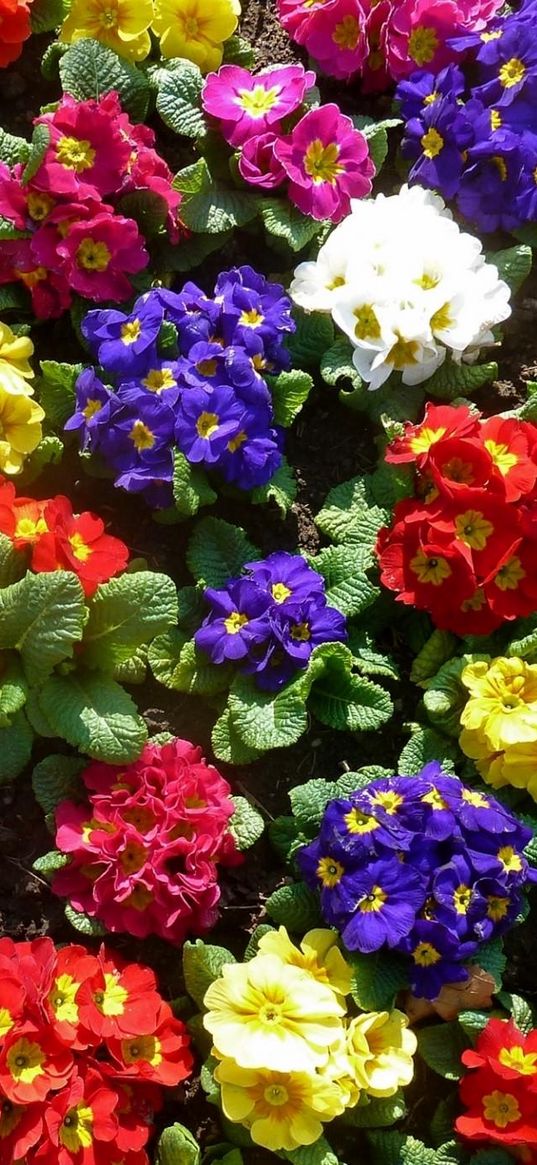 primrose, flowers, bright, colorful, greens, ground