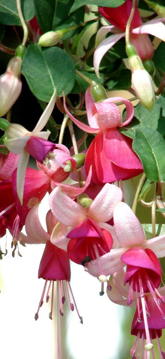 fuchsia, flowers, herbs, stamens, close up, blurred