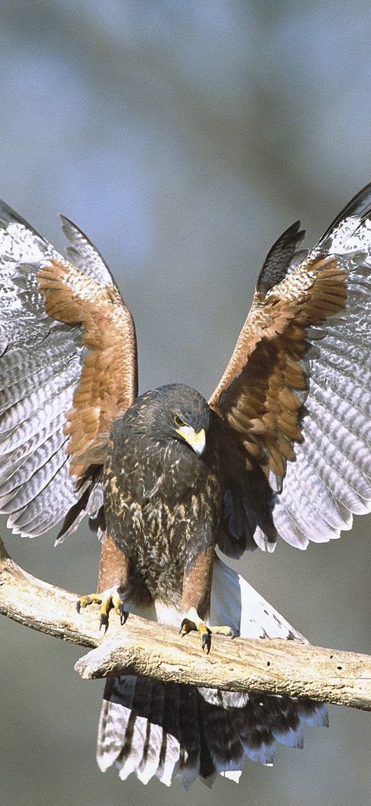 wings, bird, hawk, branch