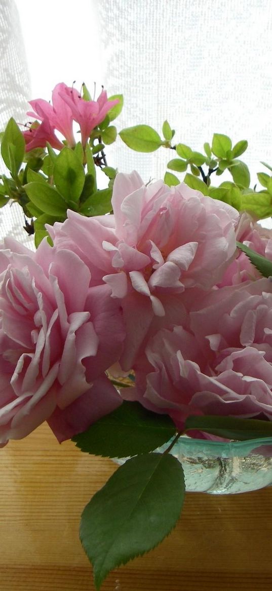 roses, flower, garden, buds, vase, table, curtains