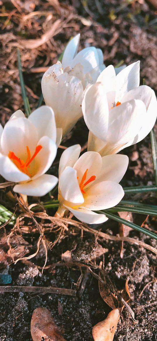 crocus, flowers, earth, spring, plant, nature