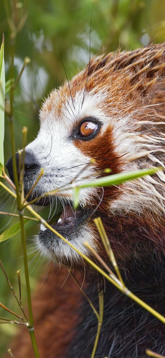 red panda, eyes, bamboo, animal