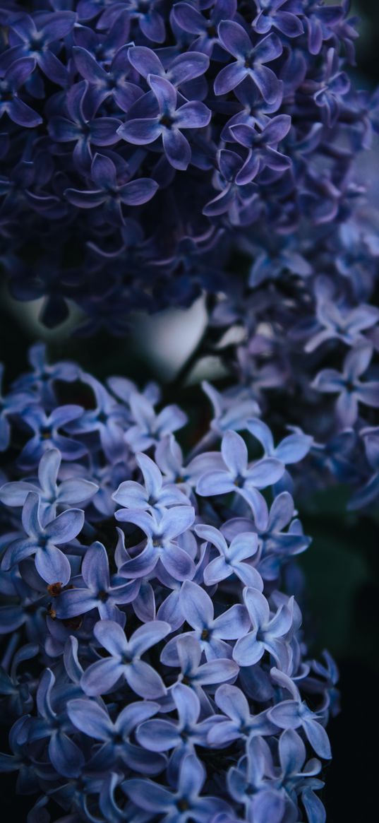 lilac, flowers, blue, dark, nature