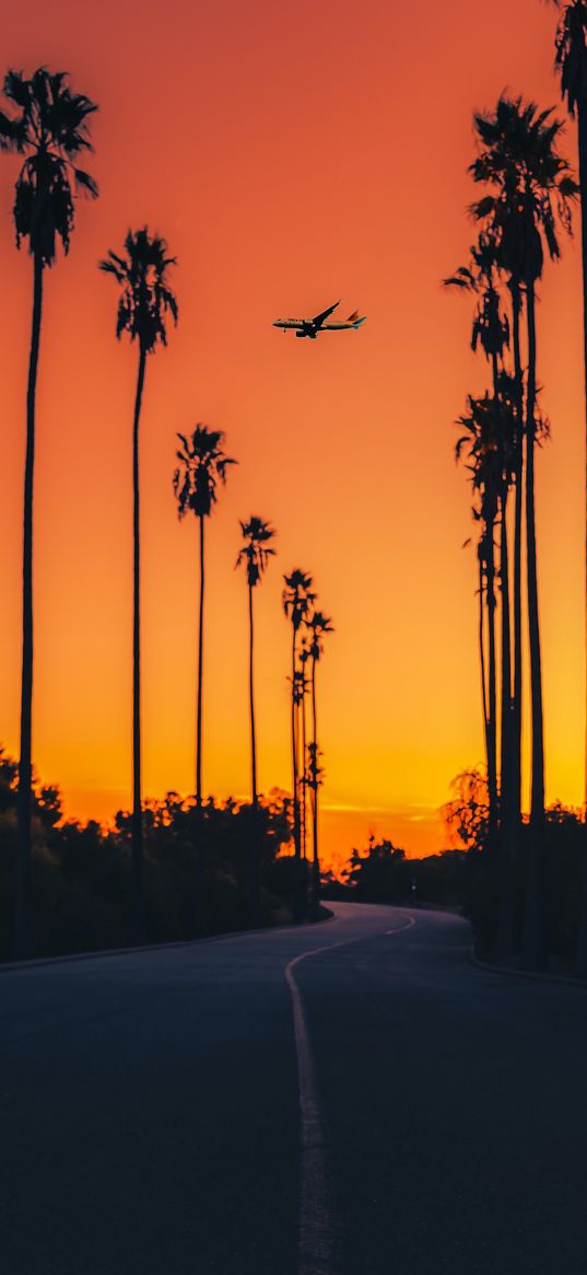 road, palm trees, trees, plane, sky, sunset, summer