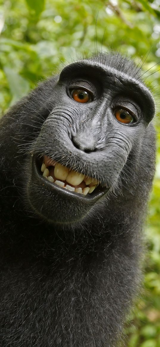 monkey, laughing, funny, jungle, animal