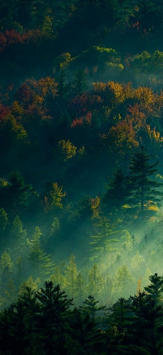 christmas trees, trees, hill, forest, sun rays, nature