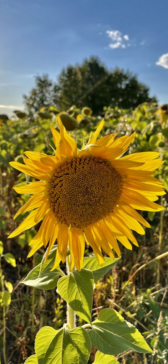 sunflower, flower, field, trees, sunlight, nature