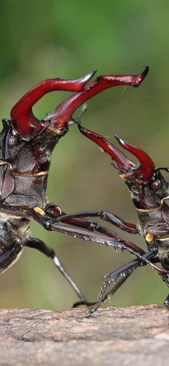 stag beetle, fight, male, female