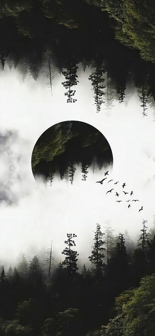 trees, forest, fog, birds, circle