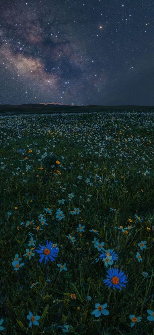 flowers, field, night sky, stars