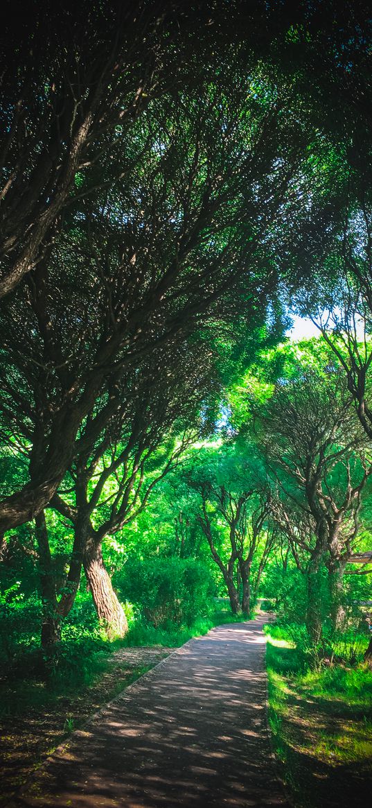 park, trees, greenery, path