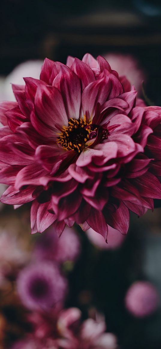 dahlia, flower, pink, macro, blur