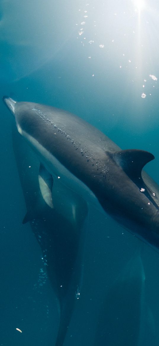 dolphins, fish, depth, sea, sun