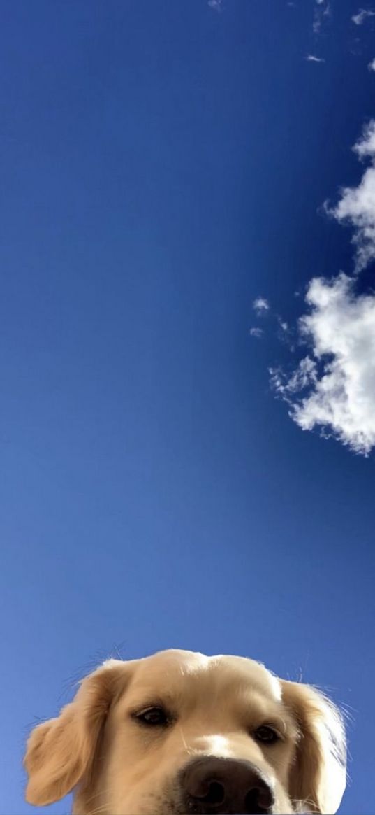 dog, pet, cute, blue sky, clouds, animal