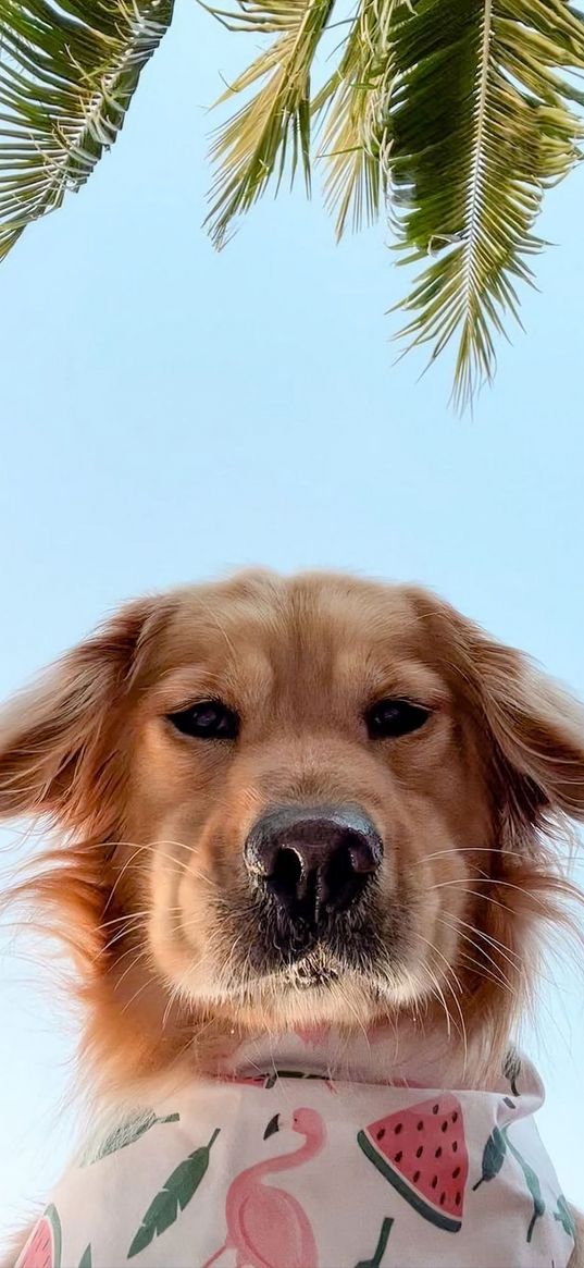 dog, bandana, pet, cute, blue sky, palm tree, animal