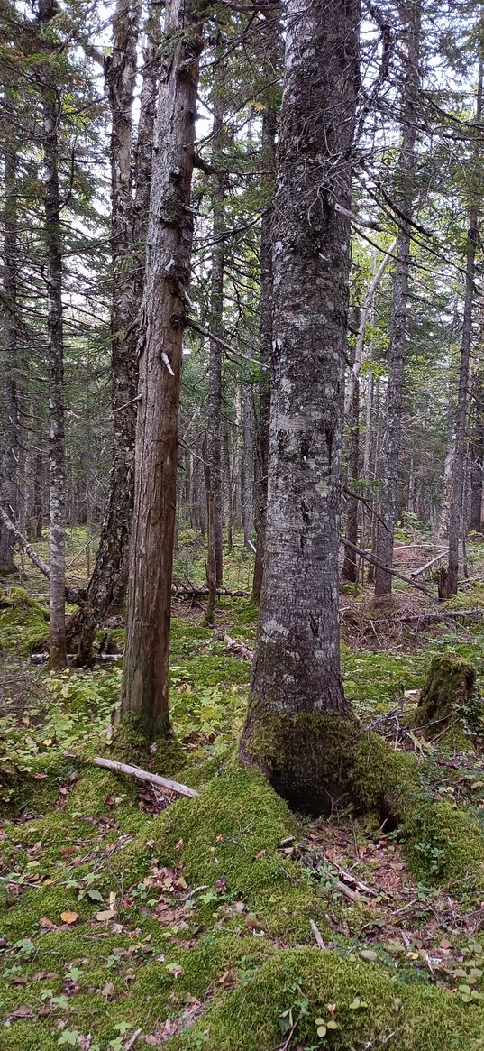 moss, pines, trees, forest, nature