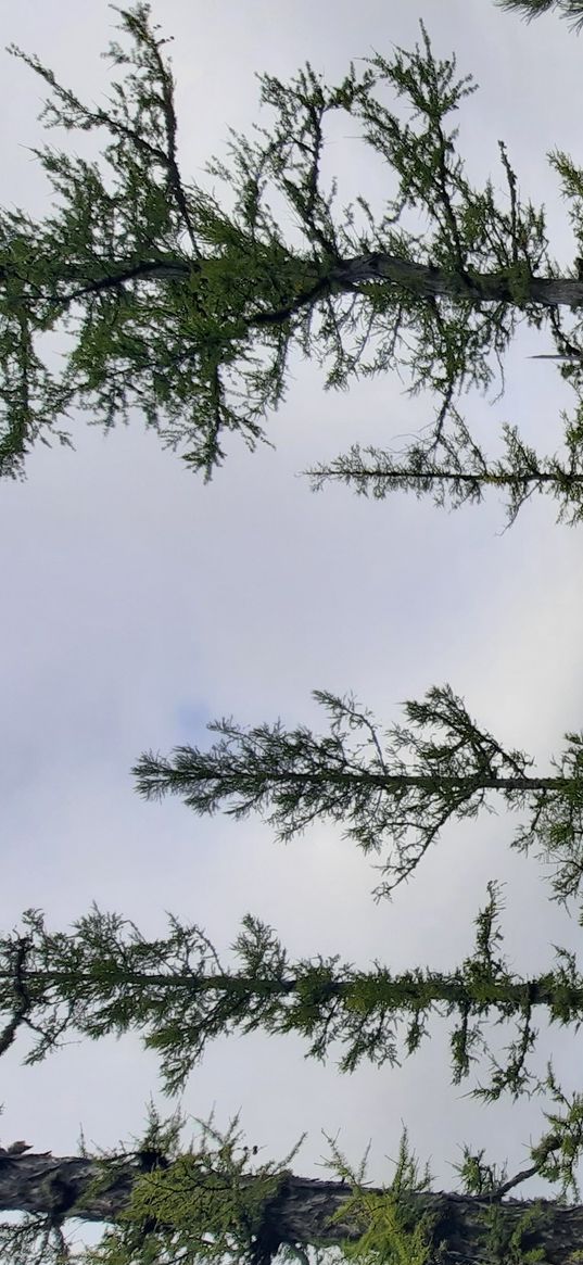 stones, pines, trees, forest, sky, cloudy, nature