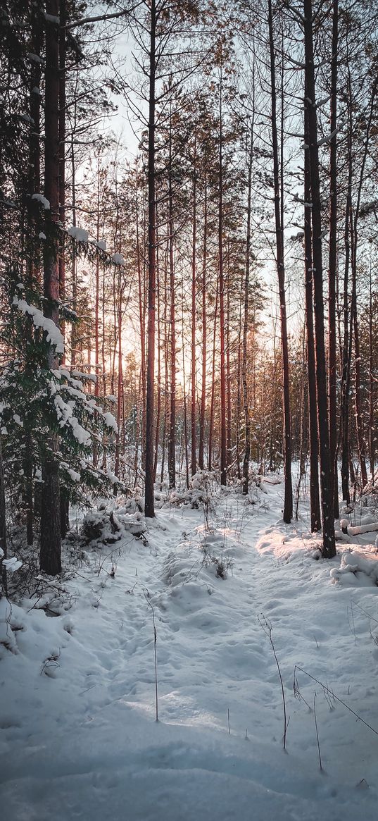 pines, trees, forest, snow, winter, nature