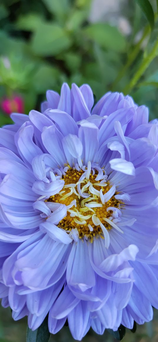 aster, flower, blue, nature