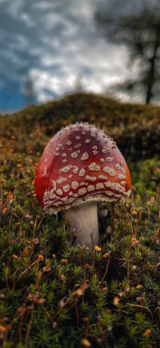 fly agaric, mushroom, nature