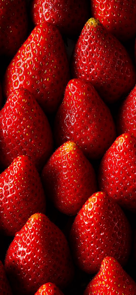 strawberries, berries, rows