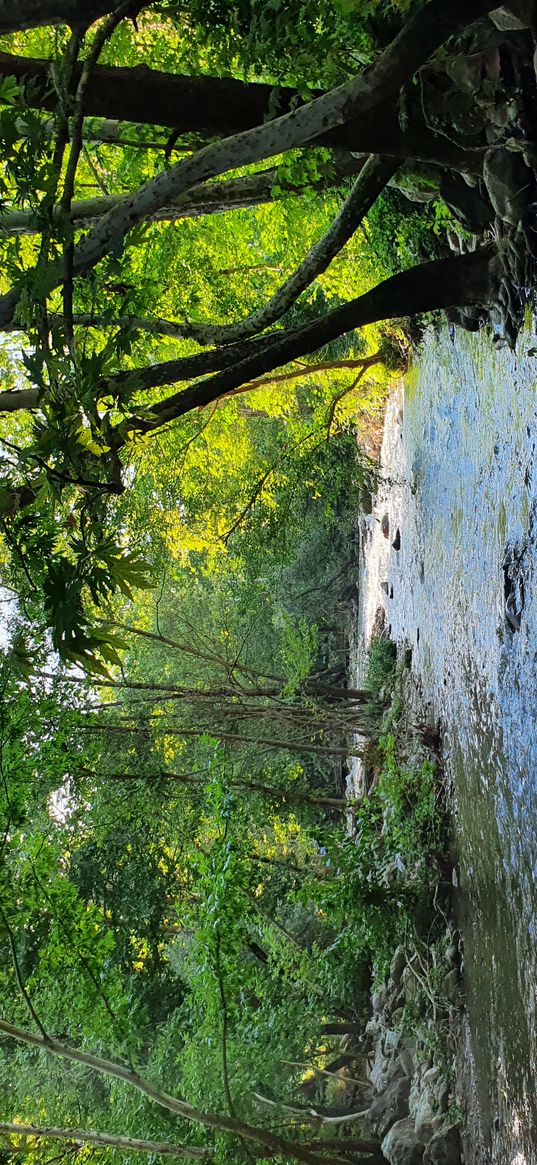 turkey, river, forest, water, greens, tree, leaf