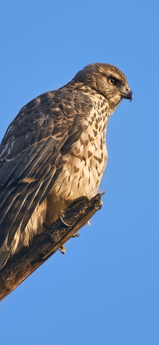 goshawk, hawk, bird, wildlife, sky