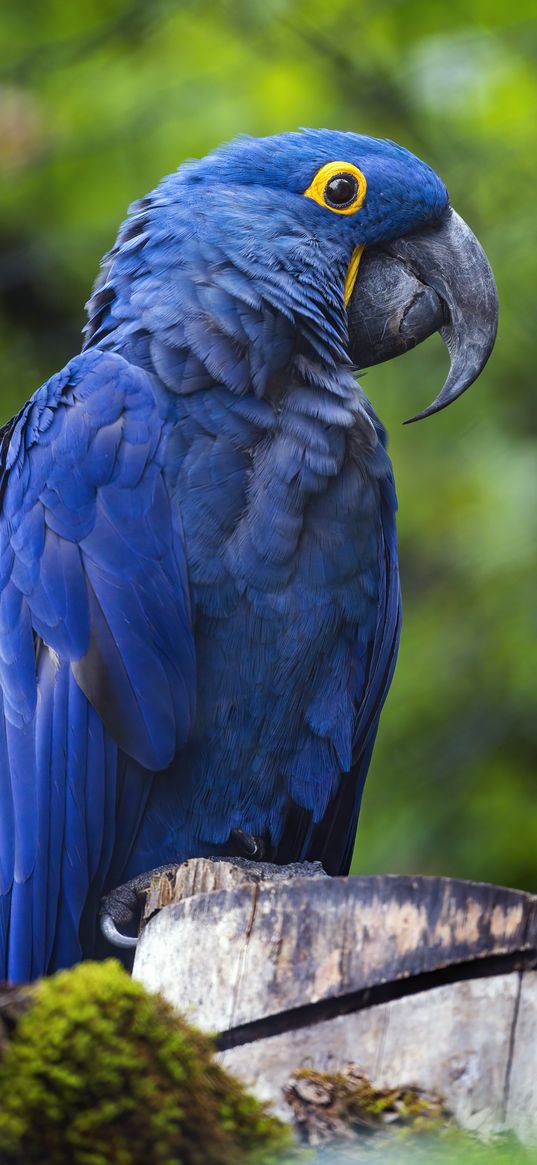 hyacinth macaw, macaw, parrot, bird, beak, blue