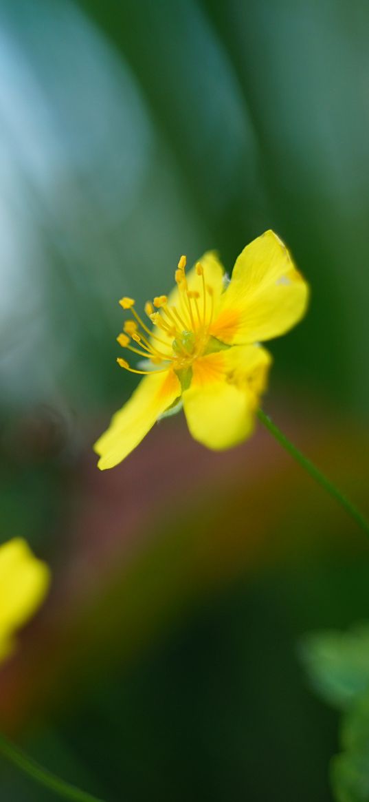 buttercup, flower, petals, yellow, macro, blur