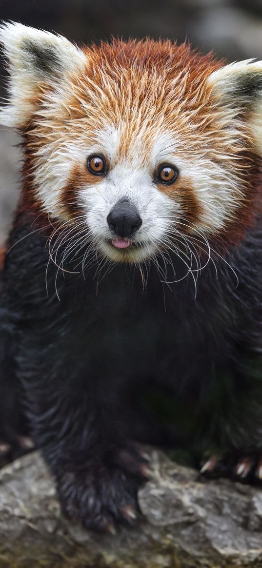 red panda, tongue protruding, rock, wildlife, animal, funny