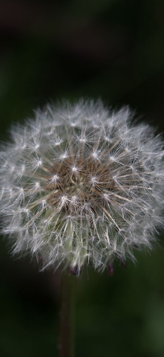 dandelion, spring, wish