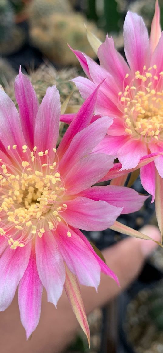 cactus, flowers, succulent, plant, pink