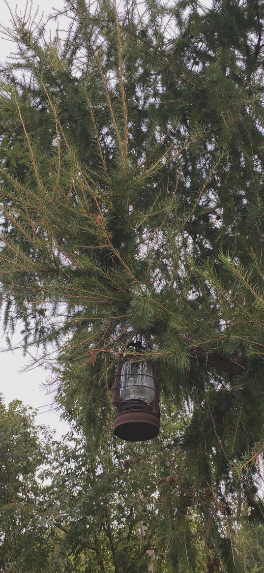 pine, lantern, autumn, nature