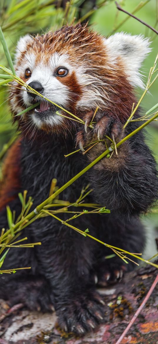 red panda, paw, branch, wildlife, animal