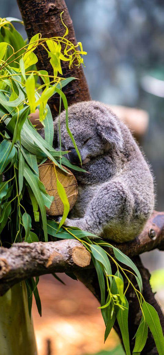 koala, posture, logs, leaves, animal