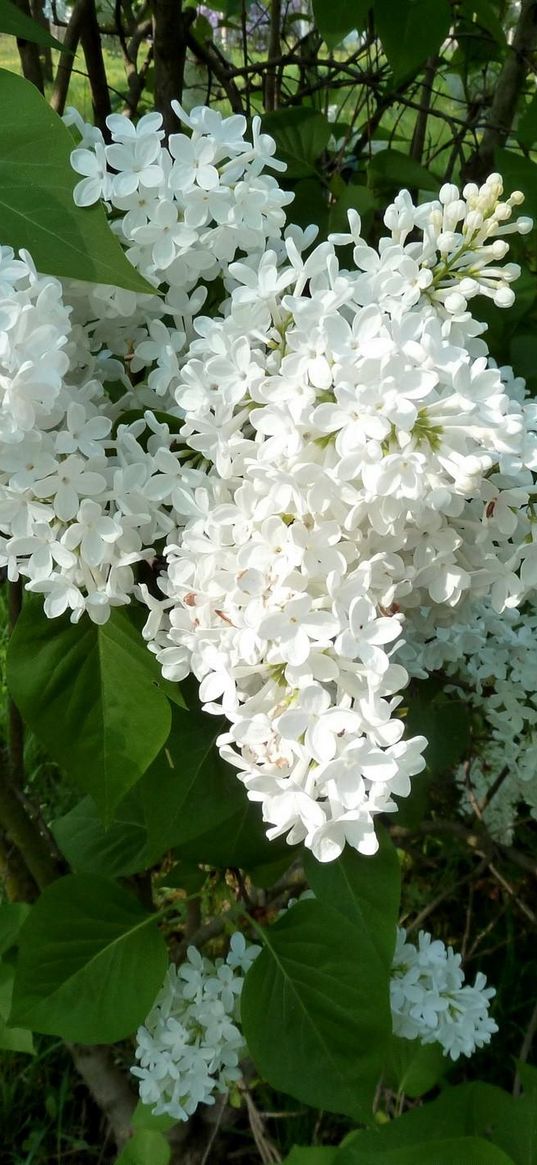 lilacs, bloom, snow-white, green, twigs, spring