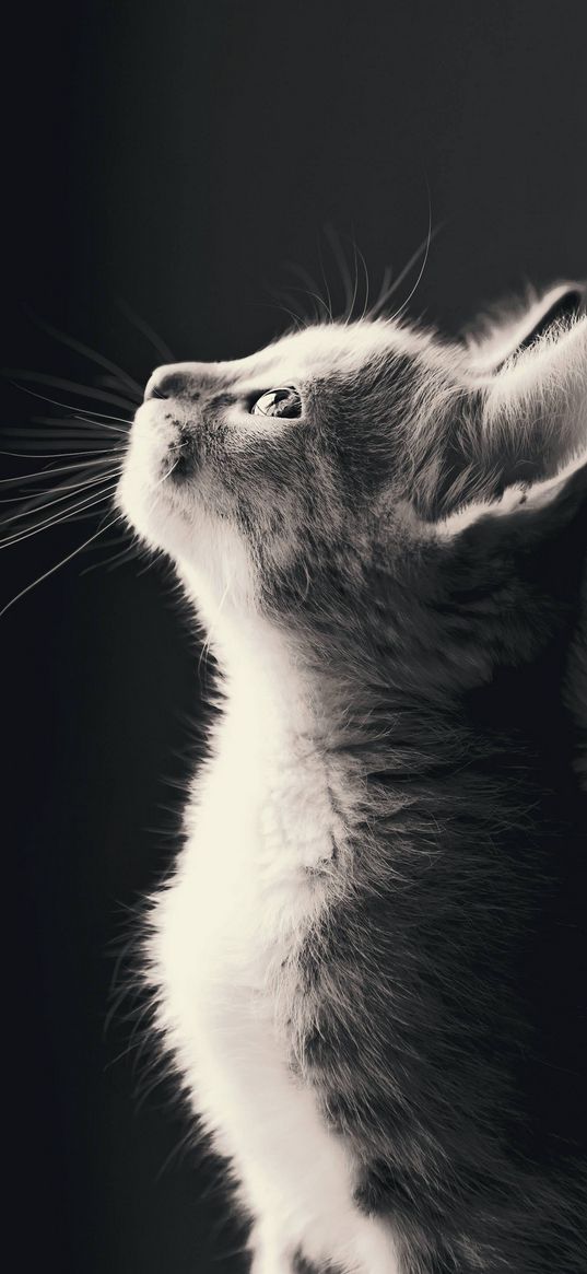 kitten, cute, pet, animal, black and white